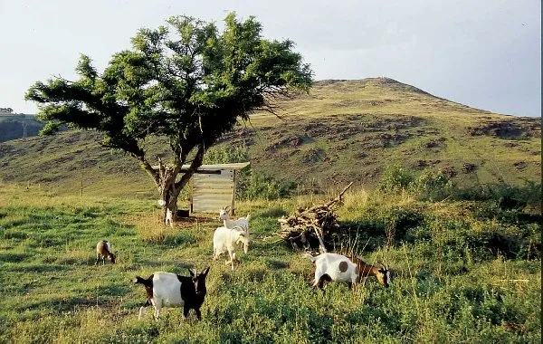 Puy de Wolf
