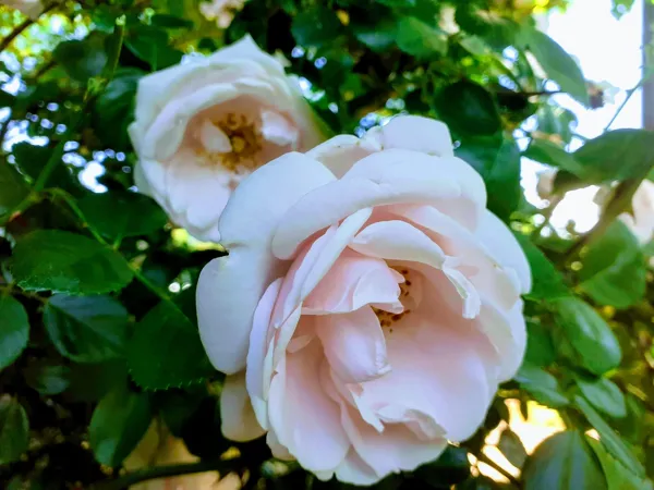 Meublé Fleur de Tilleul