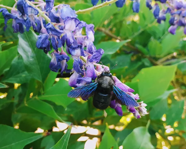 Meublé Fleur de Tilleul