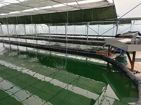 La spiruline du Mas de Fraysse
