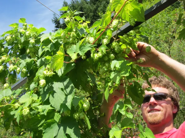 Brasserie La Beau Soleil (groupes), 