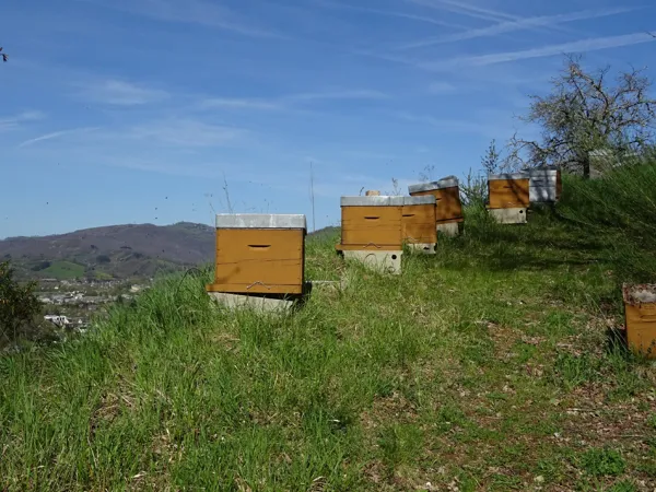 Brasserie La Beau Soleil (groupes), 
