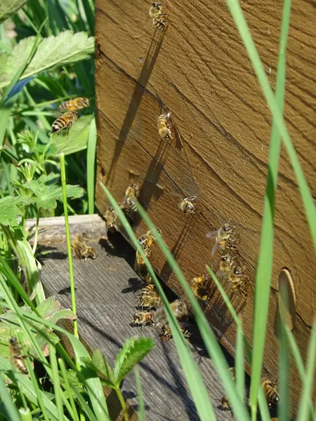 Brasserie La Beau Soleil (groupes), 
